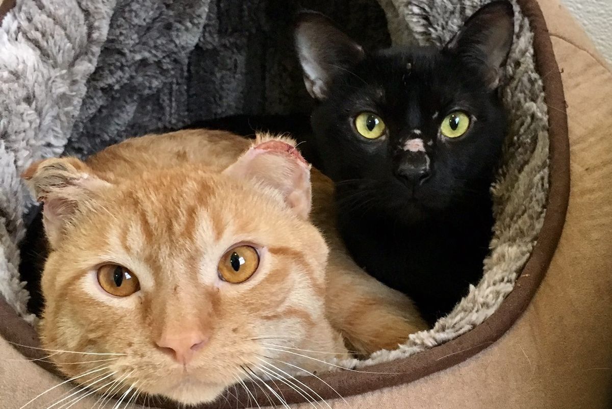 Three Bonded Cat Brothers Survive Bitter Cold by Sticking Together