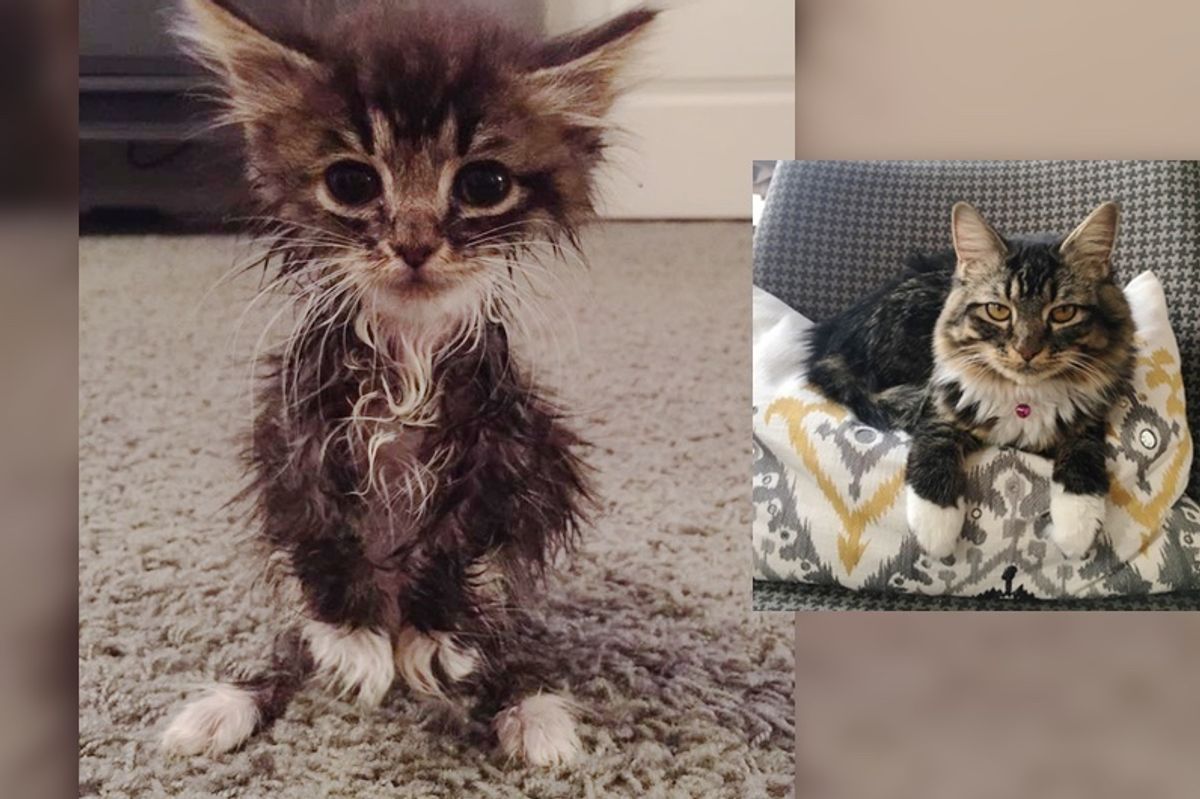 Runty Kitty Born without Elbow Joints Blossoms into a Beautiful Floofy Cat