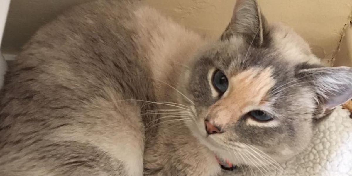 Vet Refuses to Give Up on Cat With Injured Leg After Being ...