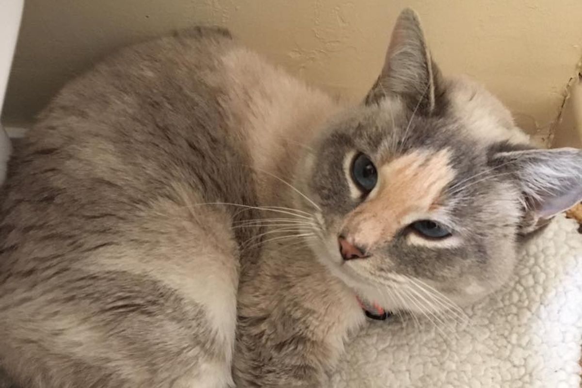 Vet Refuses to Give Up on Cat With Injured Leg After Being Asked to Put Her Down