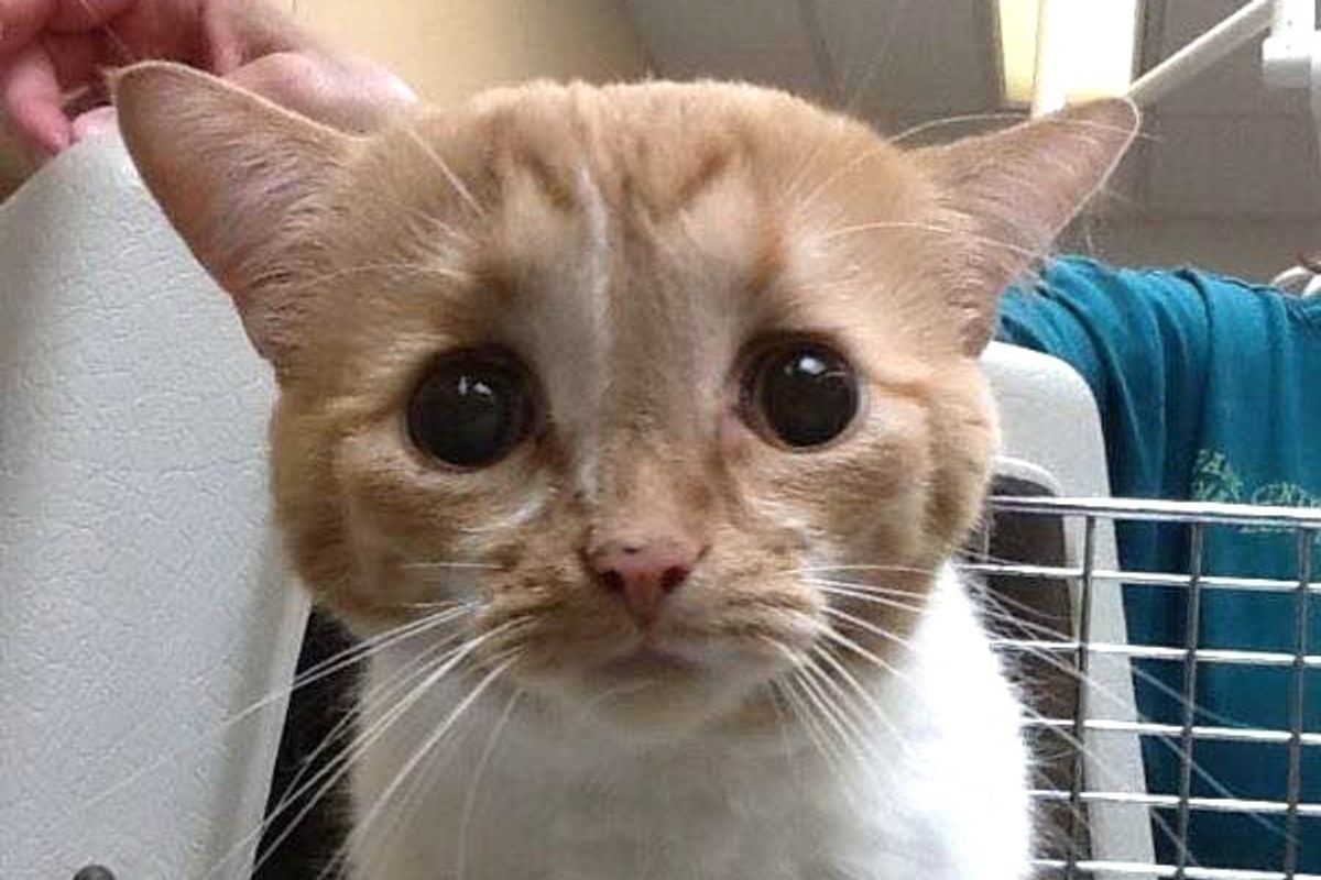 They Take a Chance on Cat Who No One Wanted Because He's Special, Now 2 Months Later...