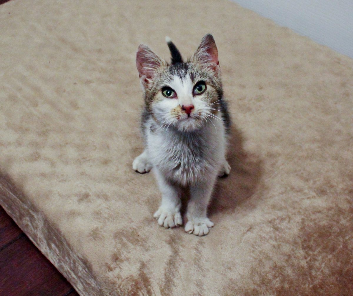 Kitten Found Frozen to Blanket on Window Sill is Brought Back to Life, 2 Days After the Rescue...