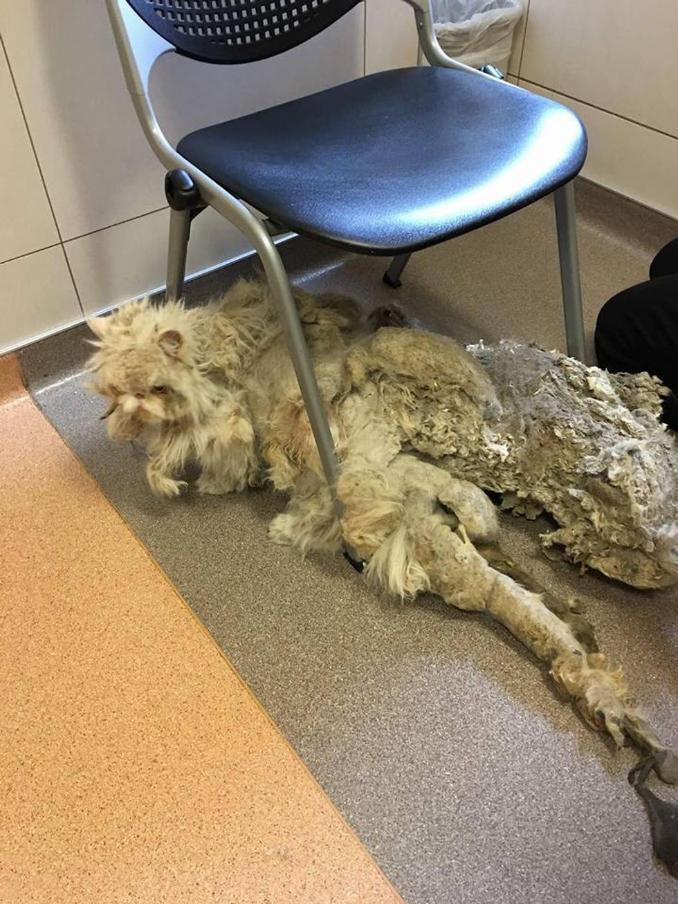 Cat Covered in Matted Fur Looks Like He's Dragging a Carpet Until He's