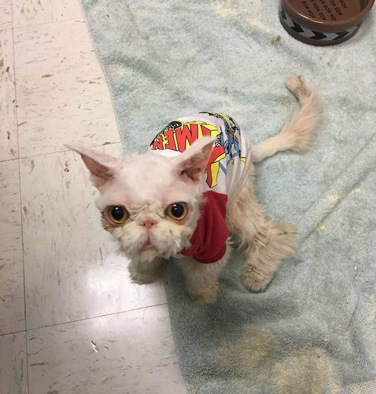 My baby got his first haircut! He had lots of mats that he wouldn't let me  brush out, so he had to get shaved. : r/persiancat