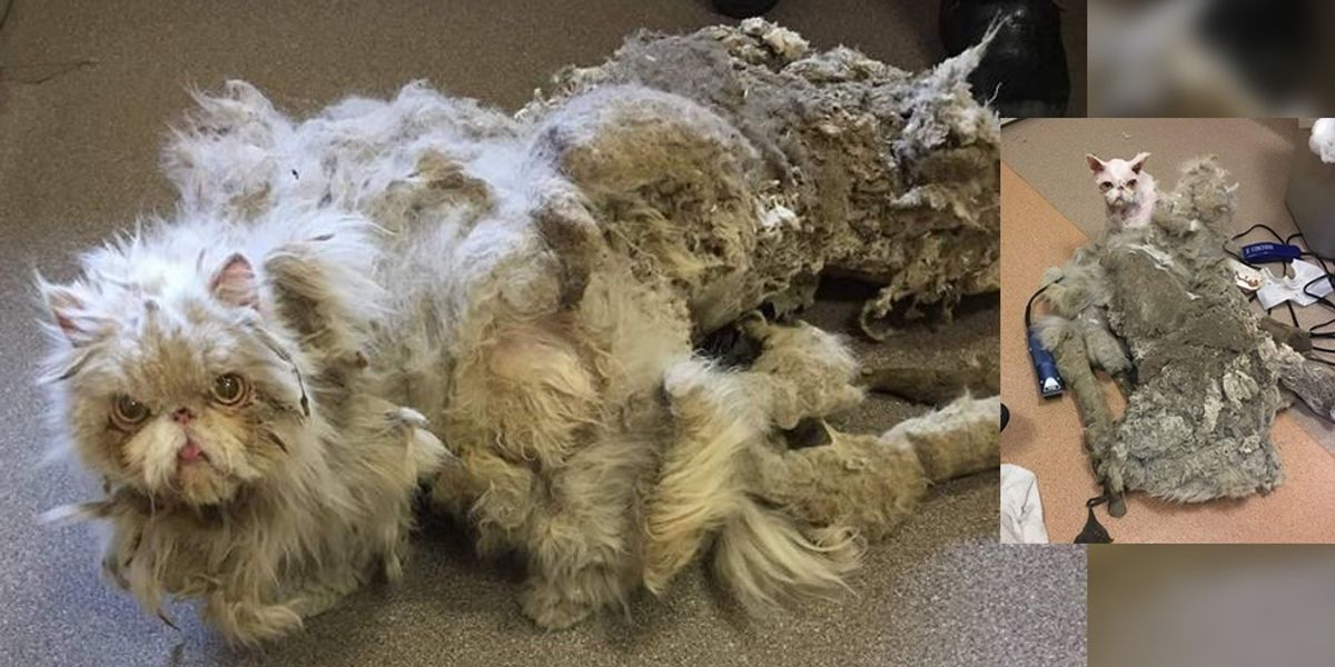 Cat Covered in Matted Fur Looks Like He's Dragging a ...