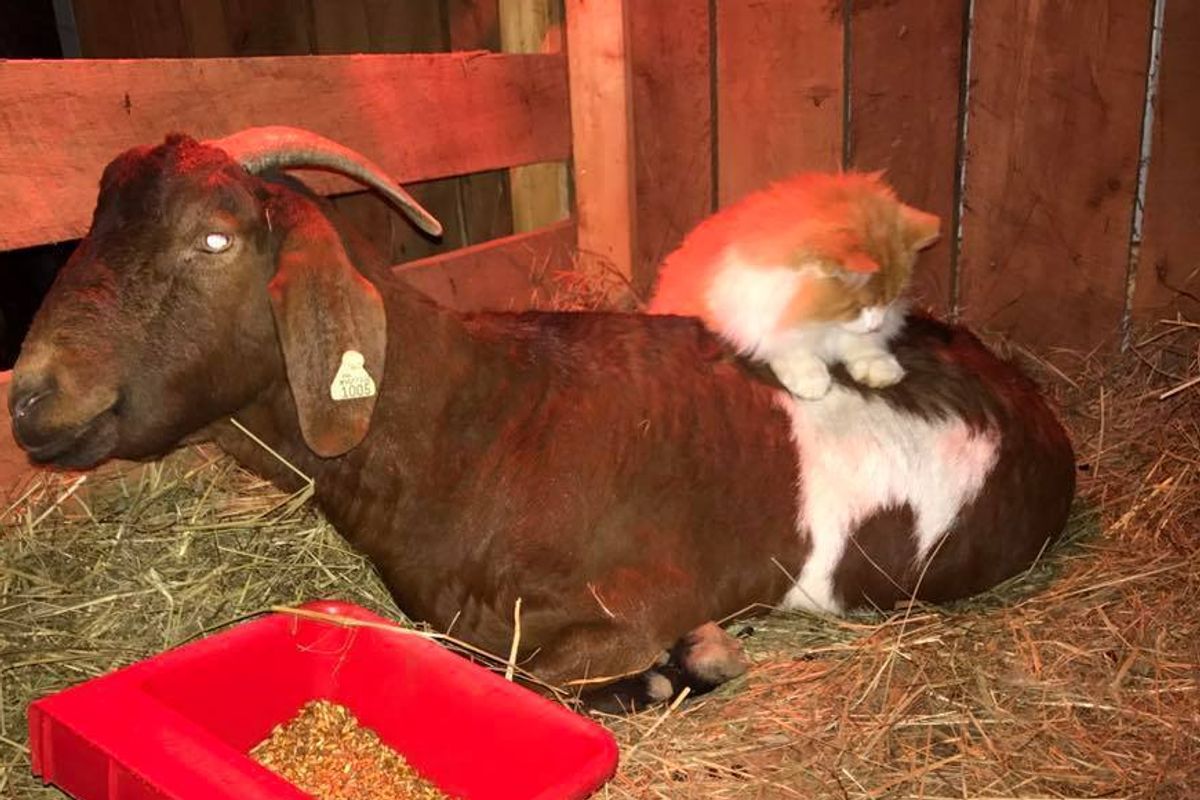 Barn Cat Surprises Everyone When He Acts as Midwife to Pregnant Goat