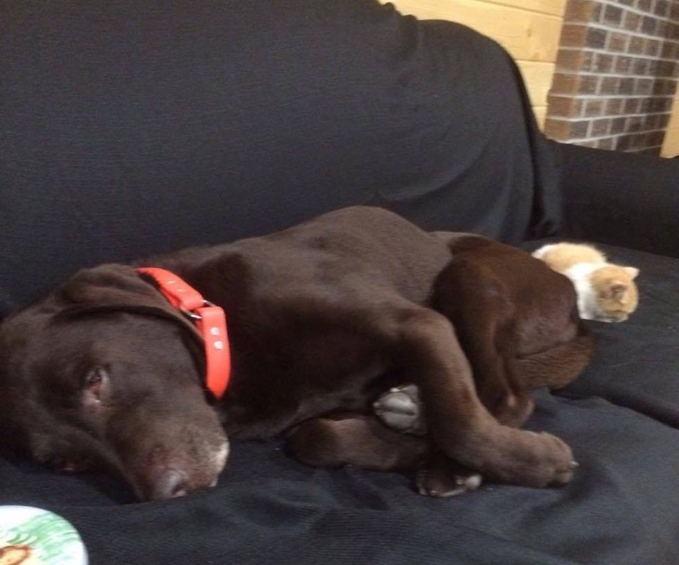 Family Finds Stray Kitten Cuddling Up to Unlikely Friend in Chicken