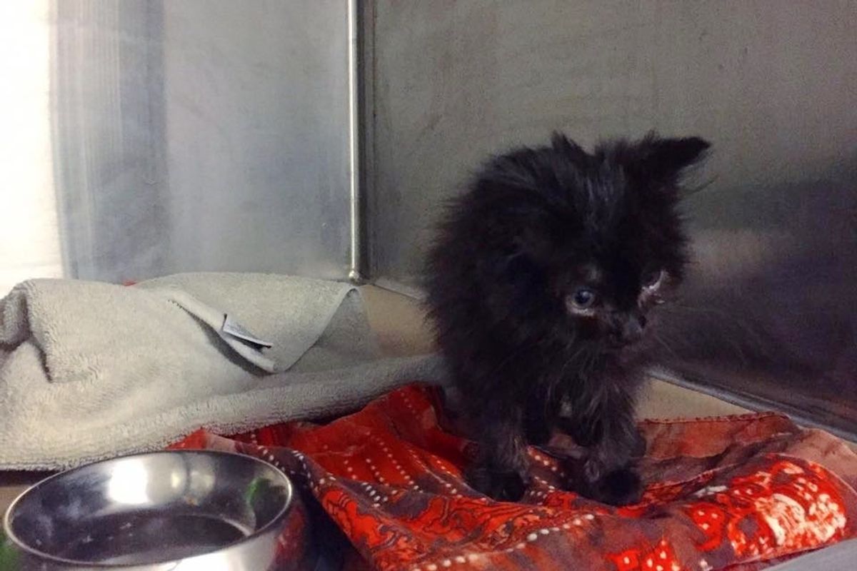 Kitten Found Next to Her Frozen Brother Survives Bitter Cold, 5 Weeks After the Rescue...