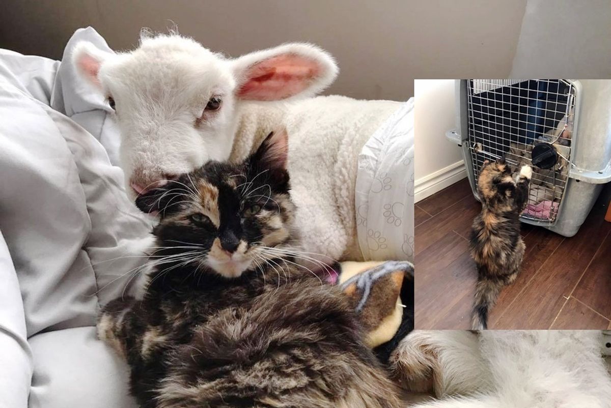 Rescue Cat Helps Save Sick Little Lamb and Nurses Him Back to Health