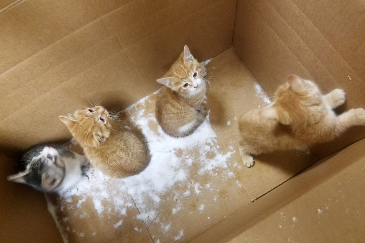 Woman Saves Four Kittens Found Abandoned in Box During Snowstorm