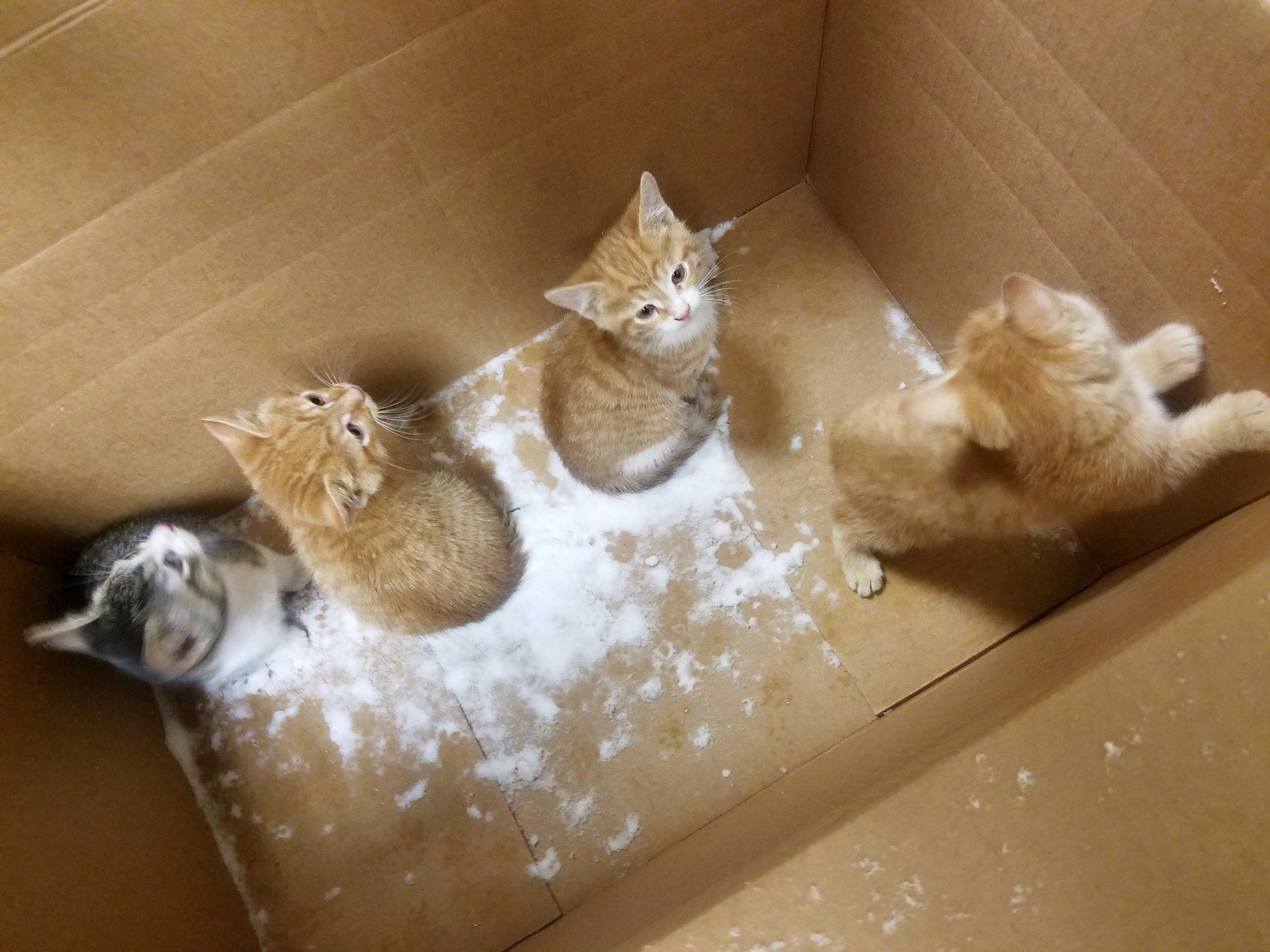 Kittens in a on sale box