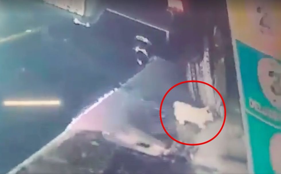 Man Saves Kitten that Falls Out of Bottom of Car During Car Wash Love