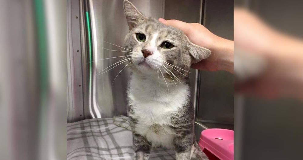 Stray Cat Walks Into Trap Begging To Be Rescued Along With Kittens He   Img 