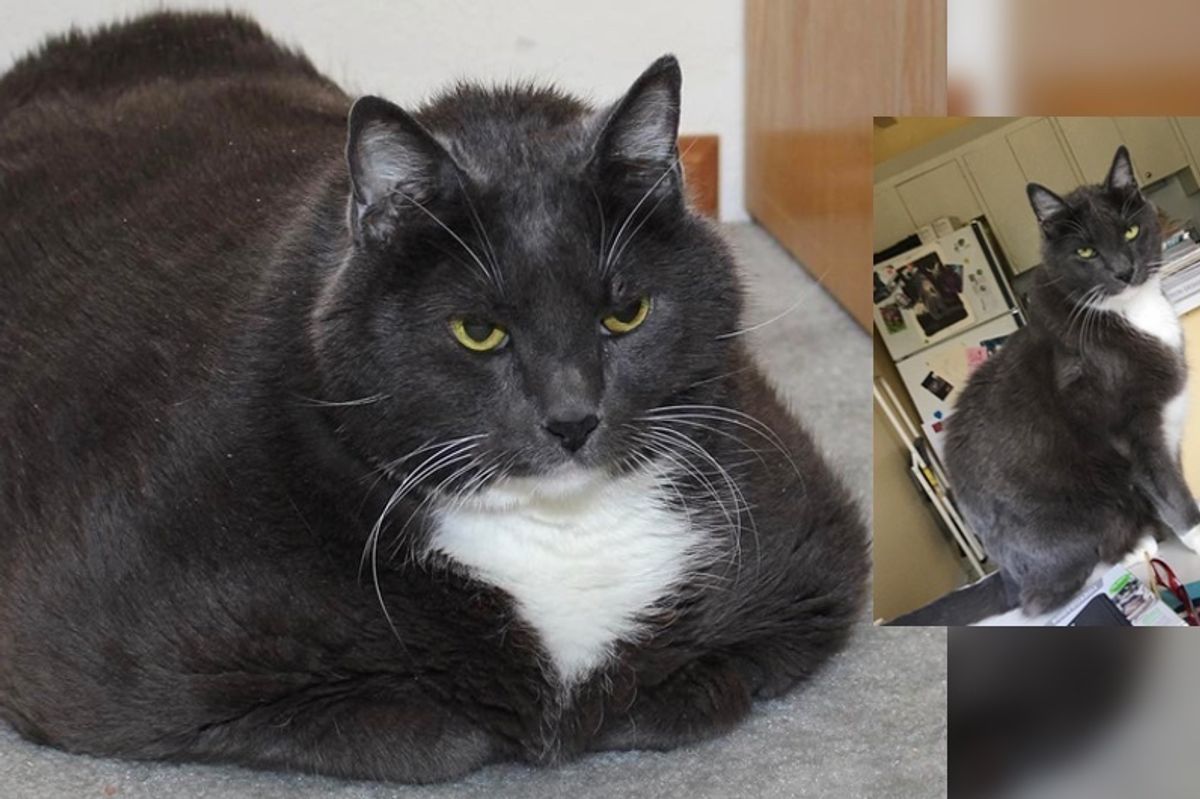 Cat Loses Over 10 Pounds in a Remarkable Journey to Find Happiness