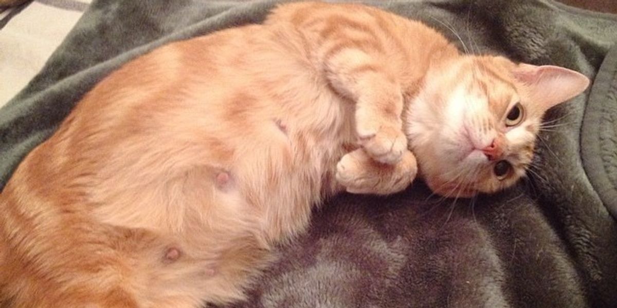 They Saved Sweet Ginger Cat, 10 Days Later She Brought Them Four Little