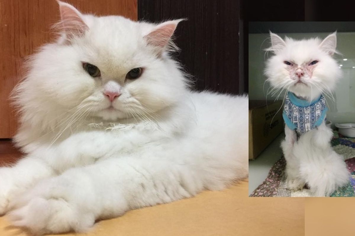 Cat Deemed "Not Worth It" Surprises Those Who Gave Up on Him With His Gorgeous New Fluff and Life