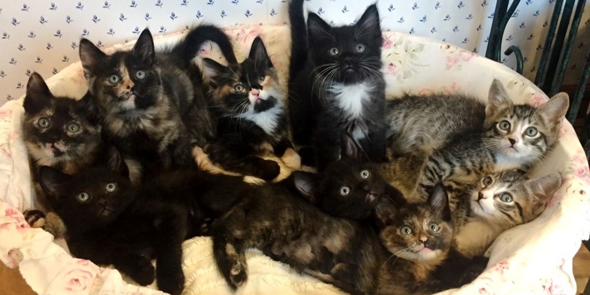 Stray Cat Found Trying to Feed 9 Kittens Even Though She Had No Food