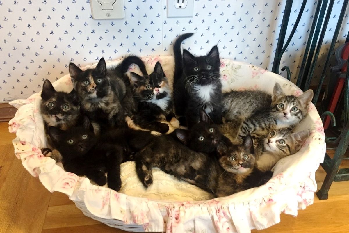 Stray Cat Found Trying to Feed 9 Kittens Even Though She Had No Food For Herself