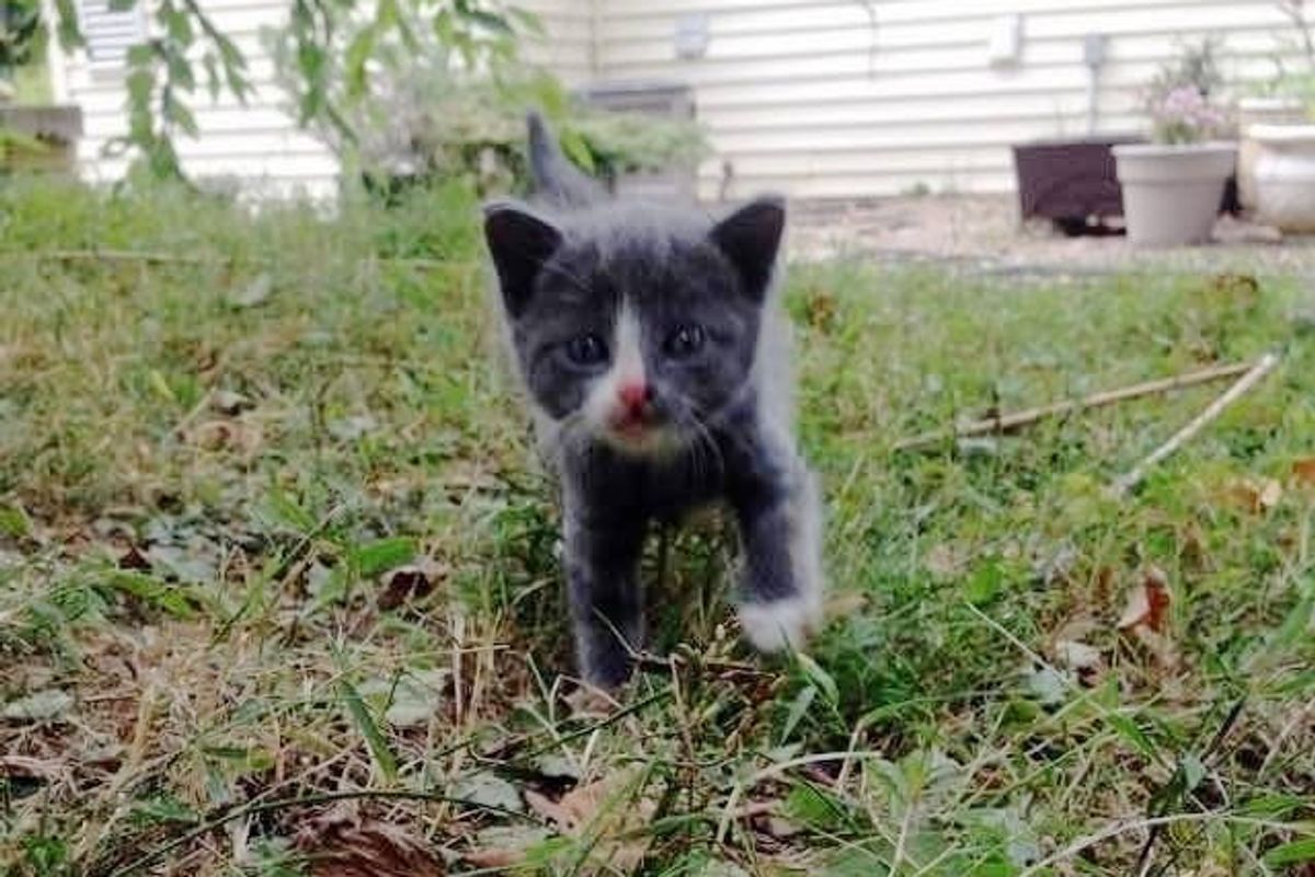 Stray Kitten Meowing Nonstop in Backyard Scampers Her Way into a Person's Heart
