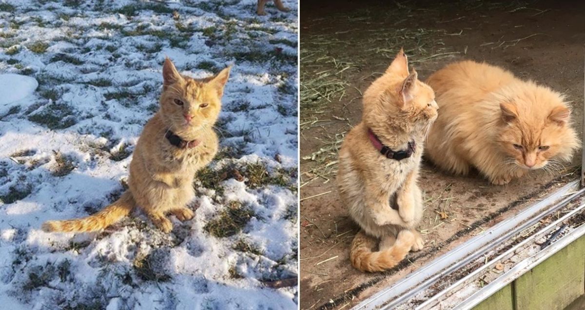 Cat Walks Up to Rescuers Like a Little Kangaroo and is so Happy to Get Help...