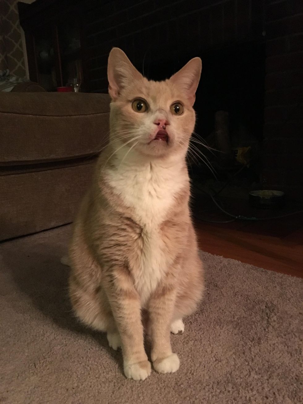 12 Year Old Cat Living with Swollen Mouth for Years Begins to Heal ...