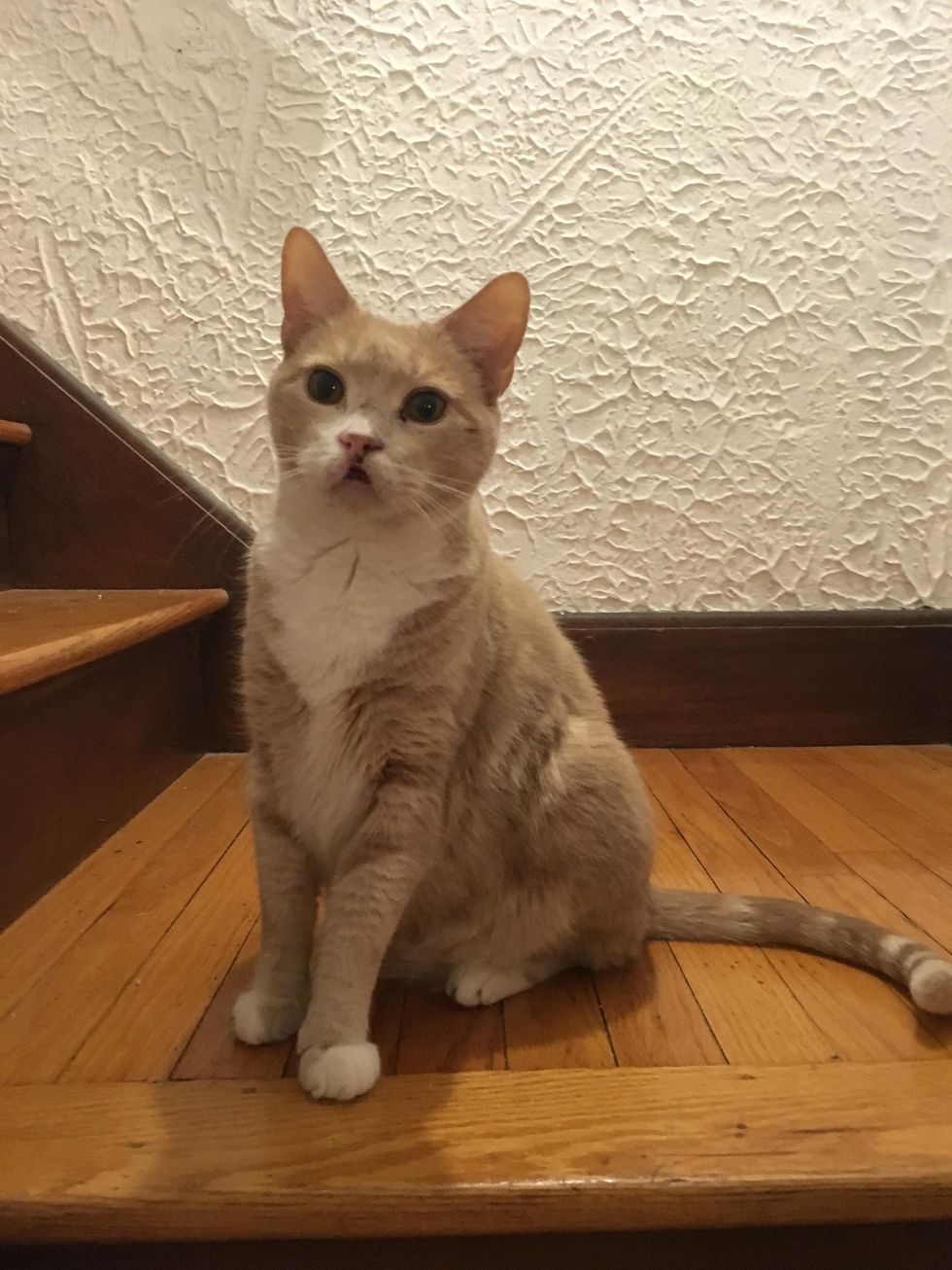 12 Year Old Cat Living with Swollen Mouth for Years Begins to Heal