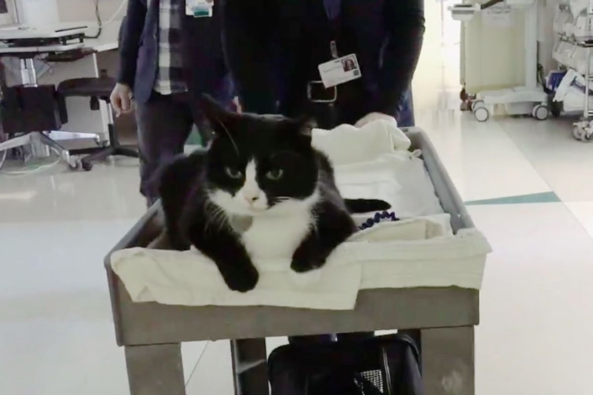 Tuxedo Cat Travels on His Royal Cart to Bring Joy and Hope to Critically Ill Patients