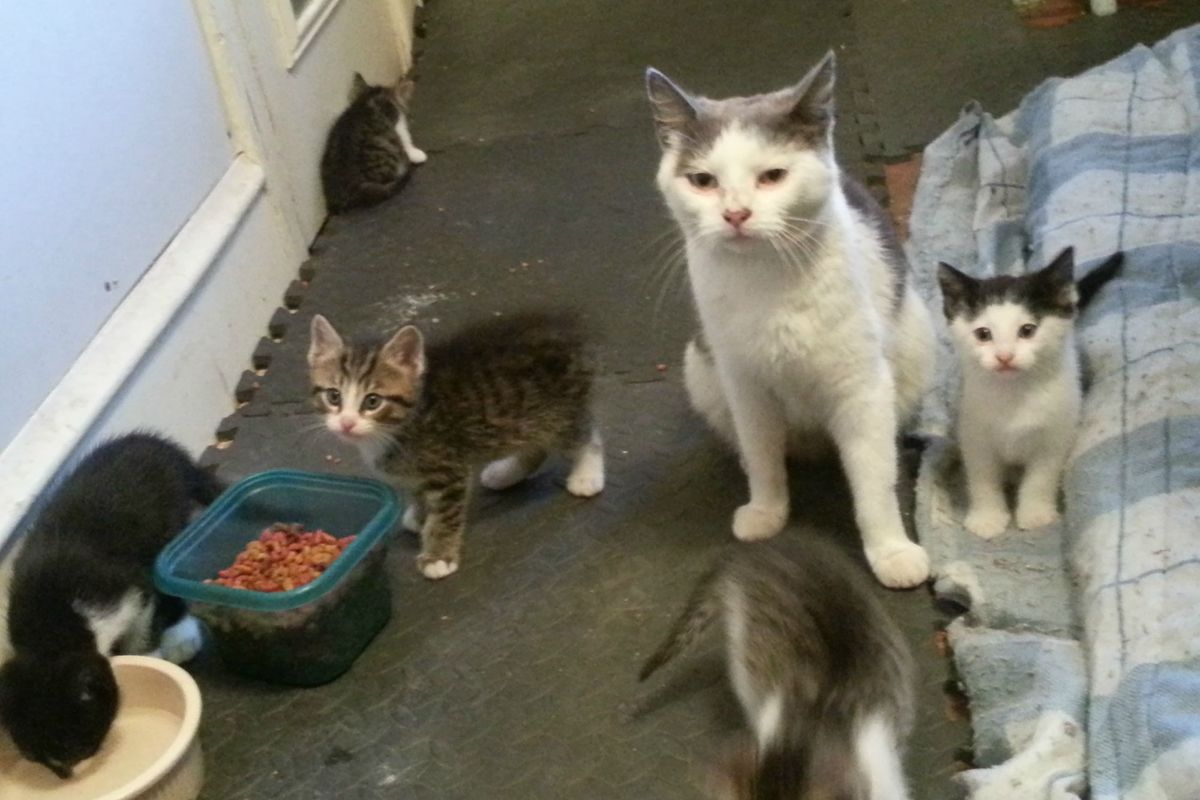 Two Brothers Feed a Fearful Feral Cat, Months Later, She Brings Her Babies to Meet Them