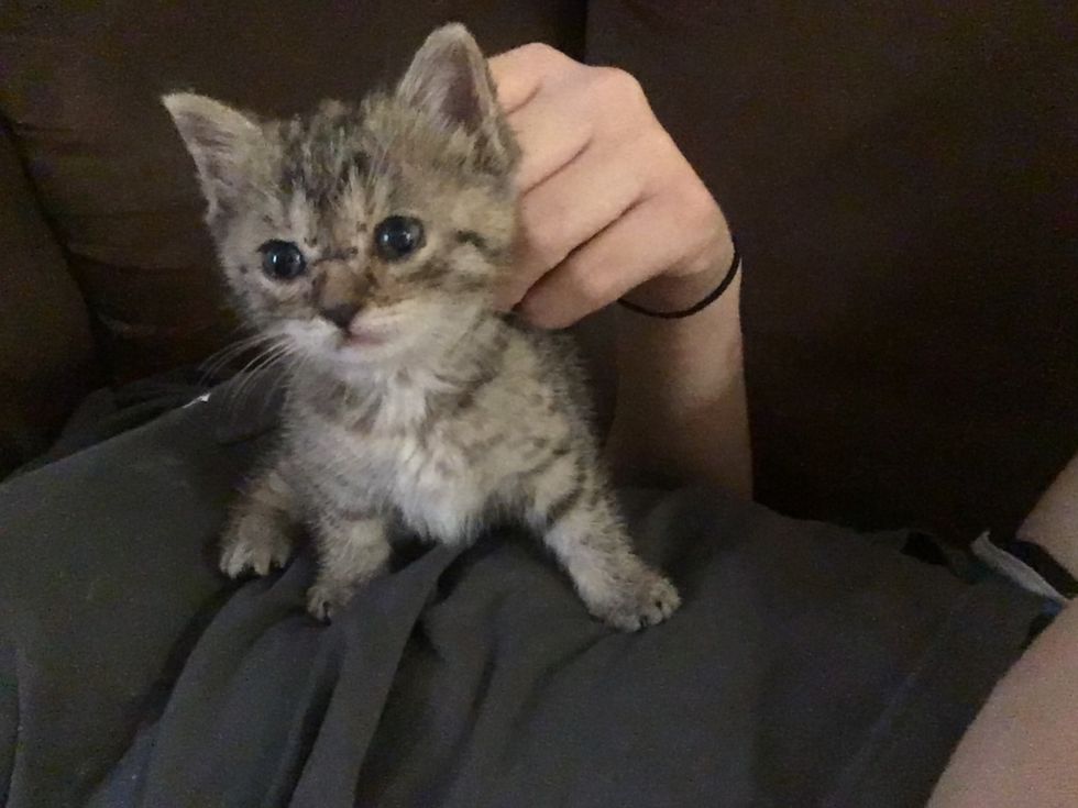 Couple Woke Up To Loudest Meows From A Teeny Stray Kitten Asking For