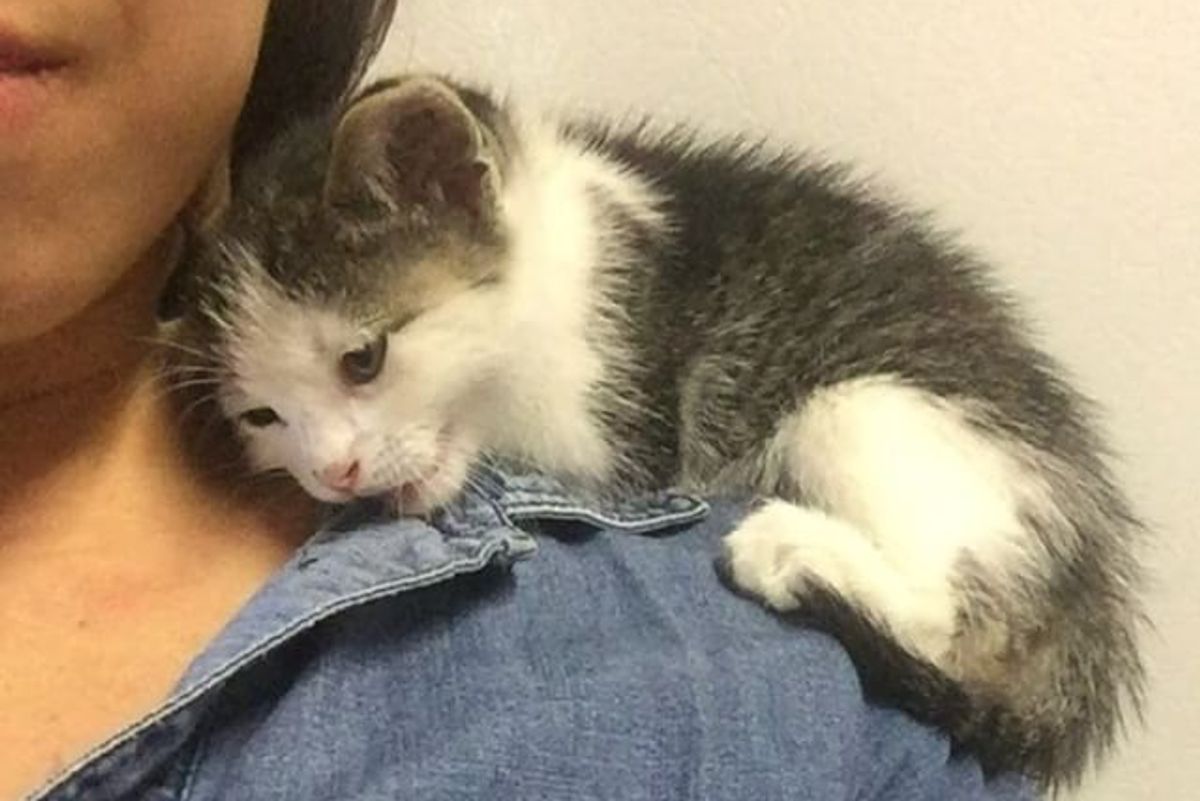 Kitten Found Alone in Pallet Yard Snuggles Up Rescuers Shoulder and Won't Let Go