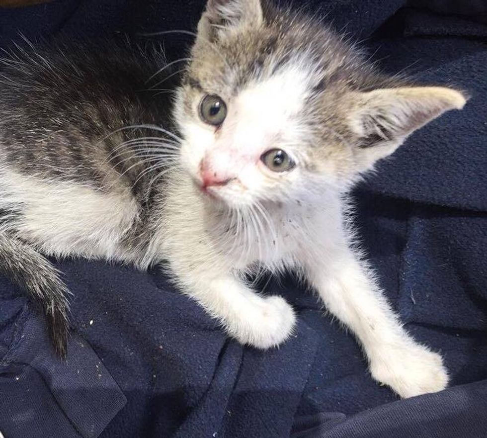 Kitten Found Alone in Pallet Yard Snuggles Up Rescuers Shoulder and Won ...