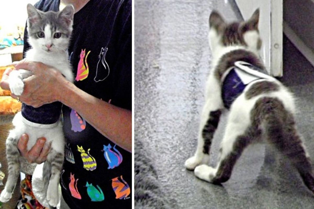 Wobbly Cat Surprises Others With What He Can Do, Now Helps Special Kitties Just Like Him..