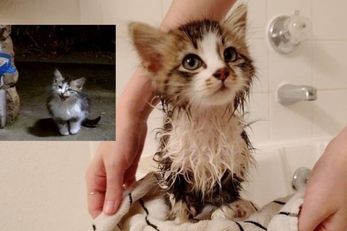 Stray Cat Comes To Couple Meowing For Help On Stormy Night Love Meow Stray Cat Comes To Couple Meowing For Help On Stormy Night Love Meow