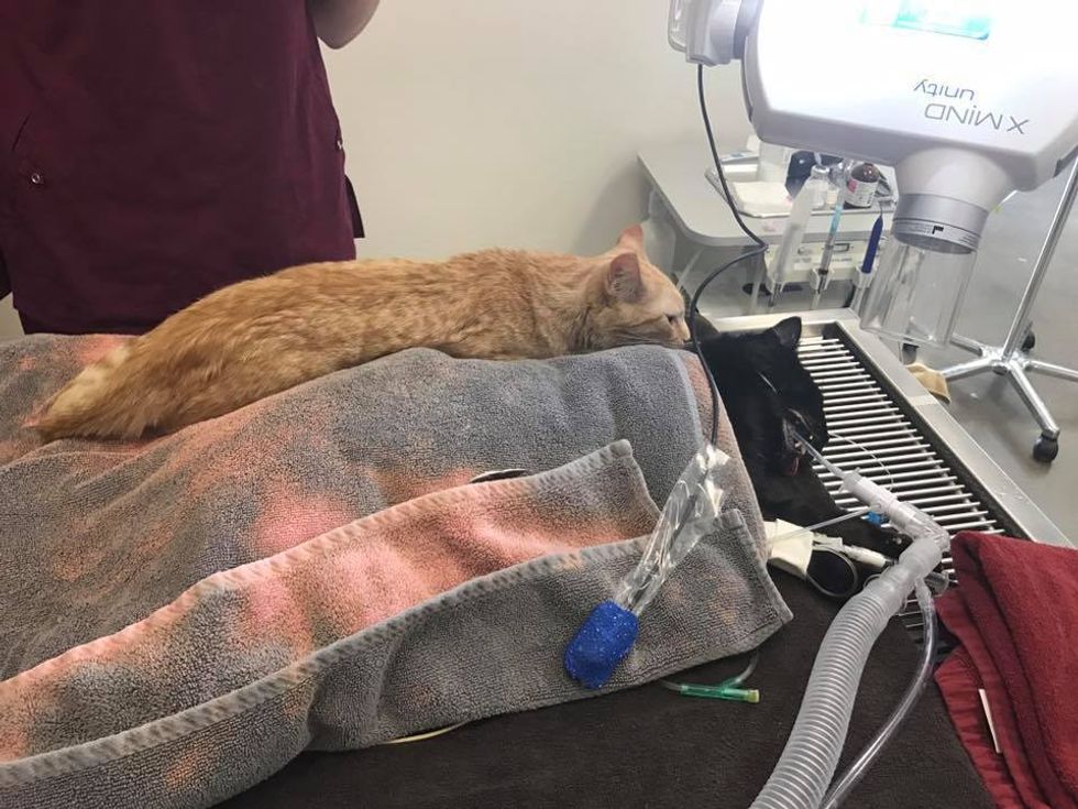Cat Living at Vet's Office Calms Scared and Injured ...