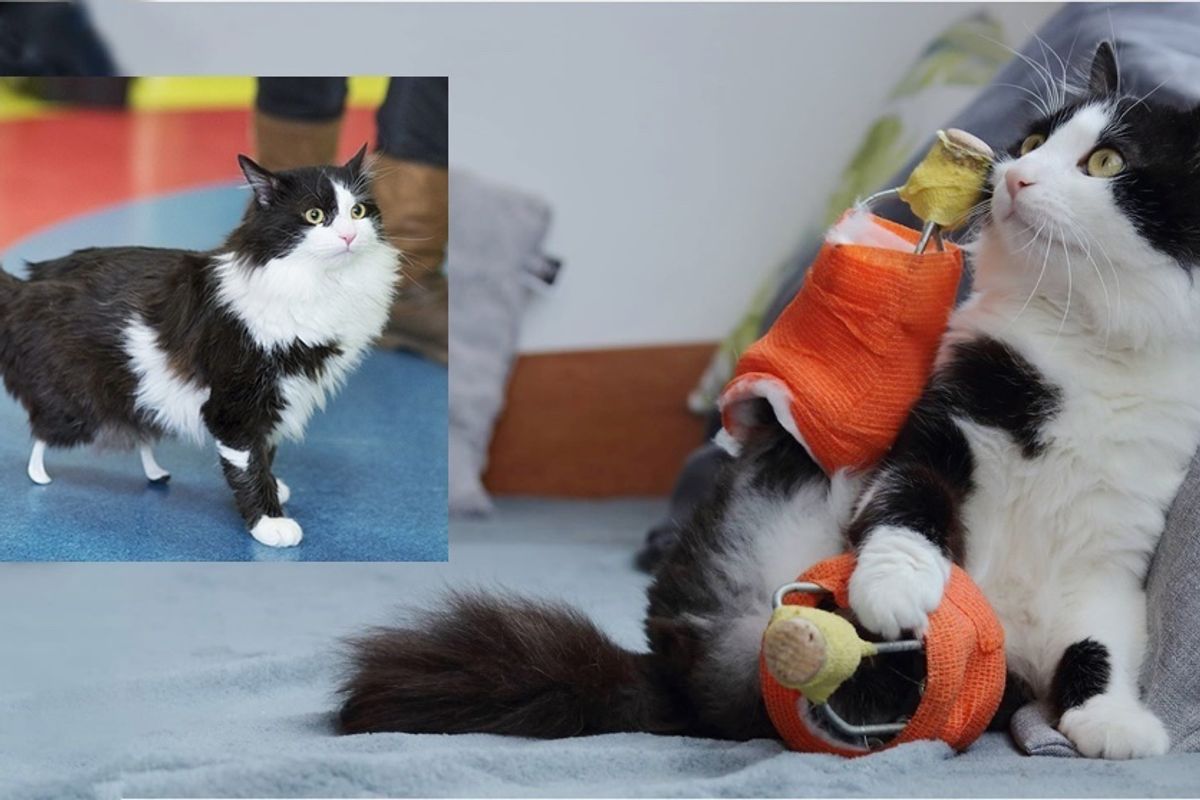 Cat Who Lost Hind Legs is Given a New Pair of Special Legs, Now A Few Months Later...