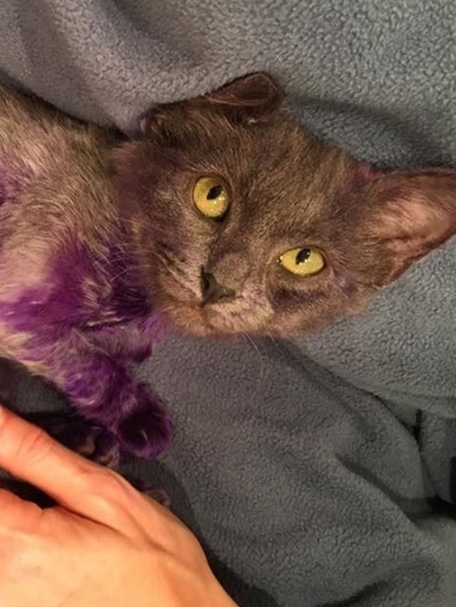 Cat Found Covered in Purple Has Grown Back His Glorious Gray Coat (with