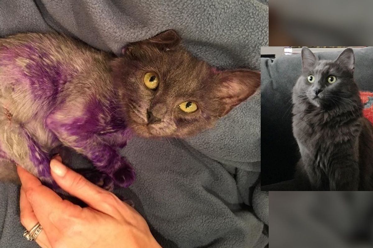 Cat Found Covered in Purple Has Grown Back His Glorious Gray Coat (with Updates)