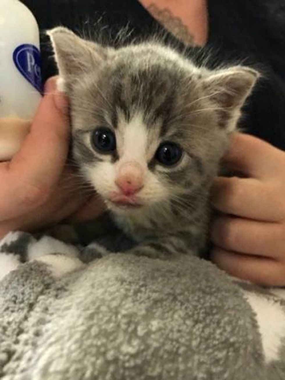 They Hear Loud Meows During Rainstorm And Find The Tiniest Furball Looking For Help Love Meow,Puppy Eyes Gif