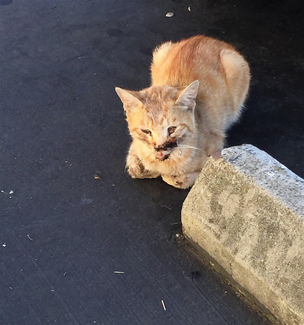 Ginger Cat Comes to Woman for Food One Day But Returns Unrecognizable ...