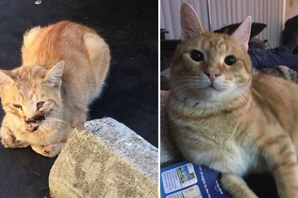Ginger Cat Comes to Woman for Food One Day But Returns Unrecognizable, $6,000 Later...