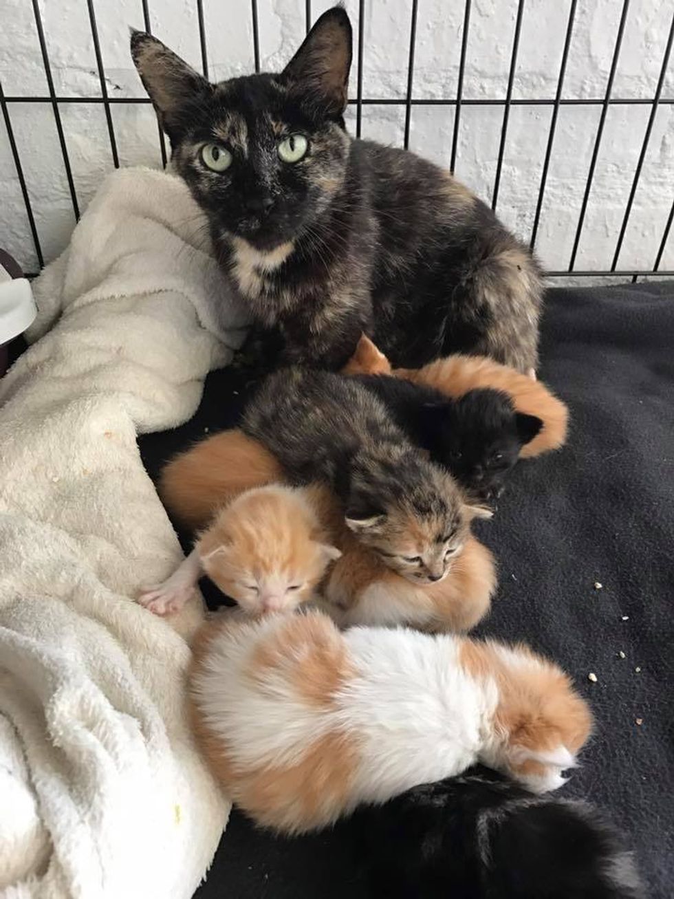 Man Saves Kittens and Refuses to Leave without the Mom, After Hours of ...