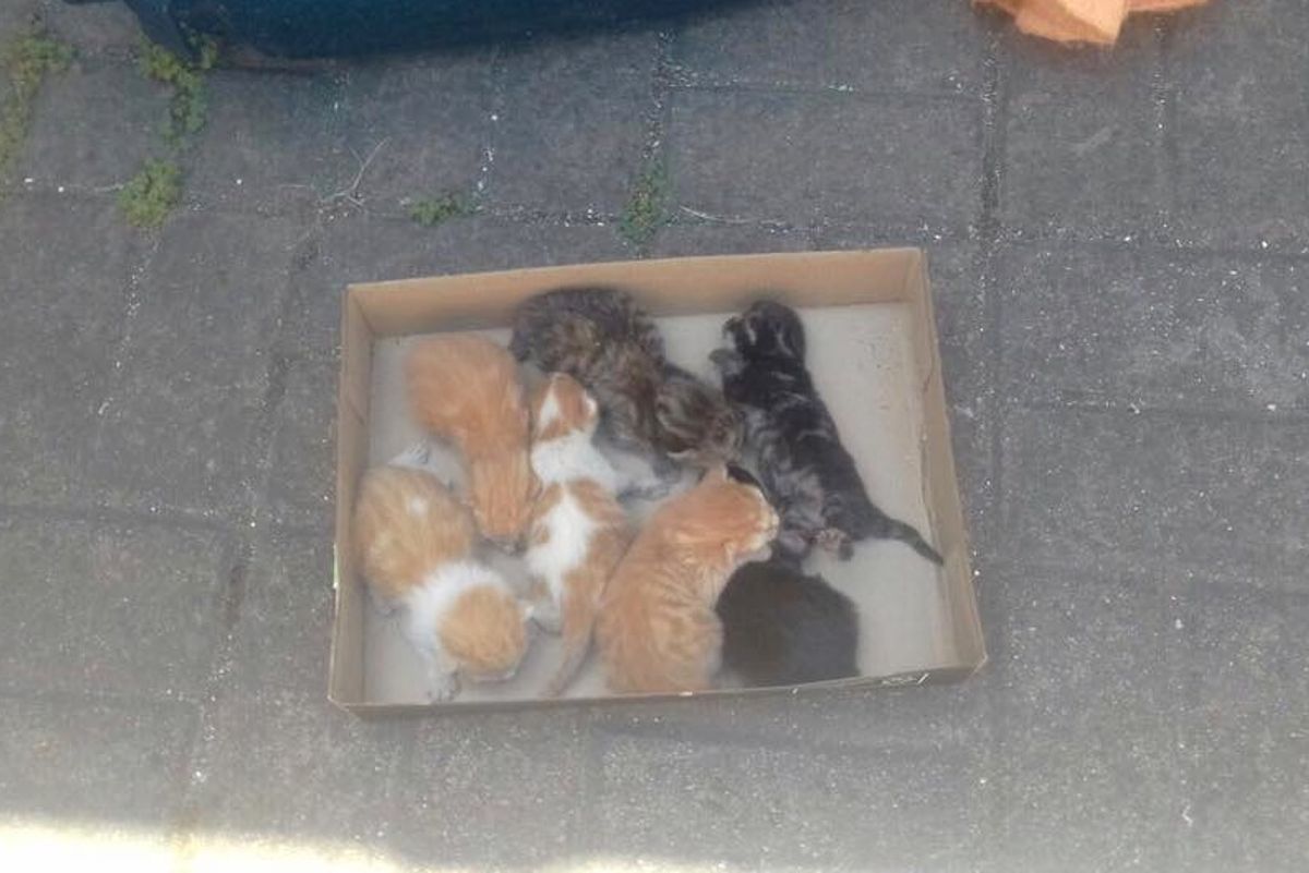 Man Saves Kittens and Refuses to Leave without the Mom, After Hours of Waiting...