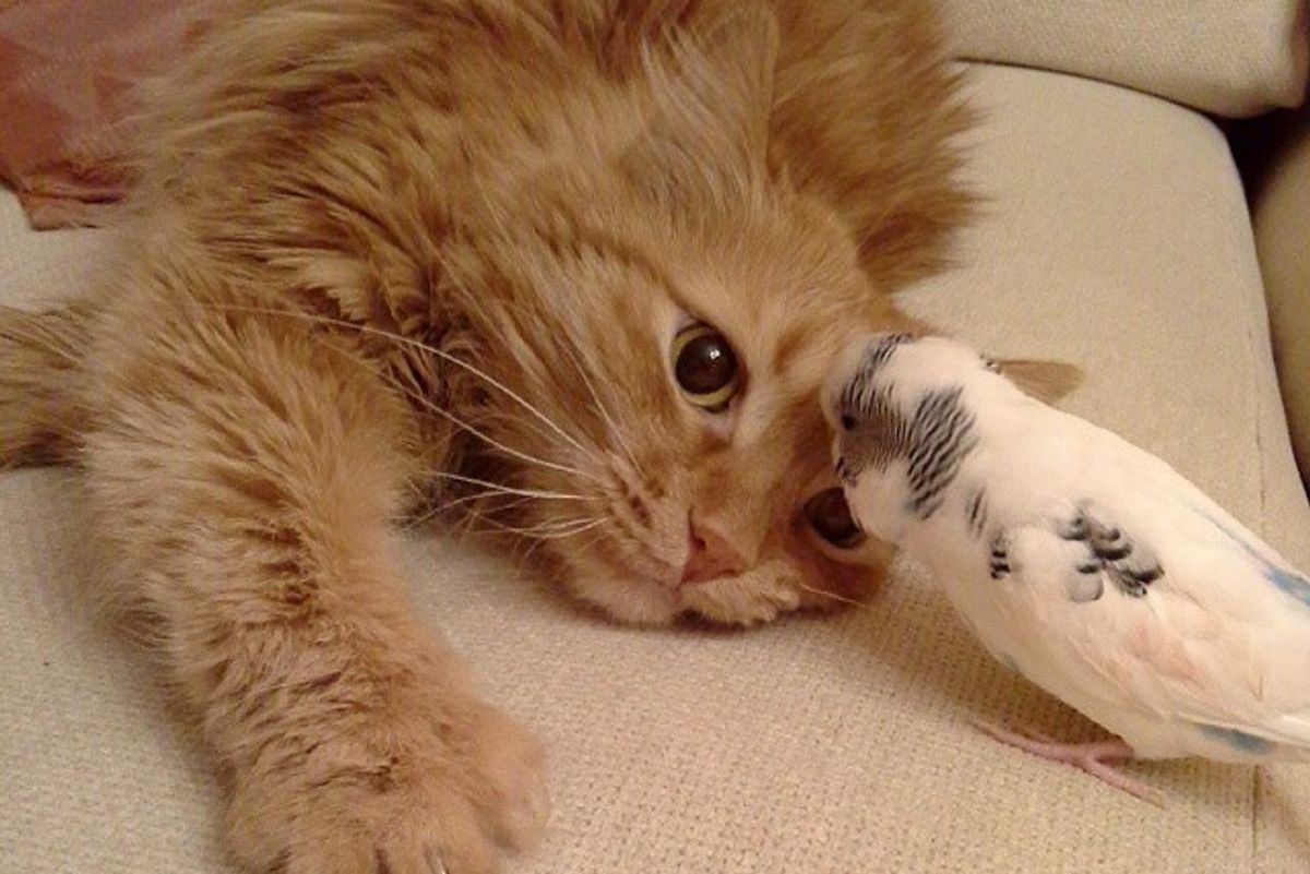 Senior Cat Becomes Family to Tiny Chirpy Friend Who Follows Him Everywhere He Goes...