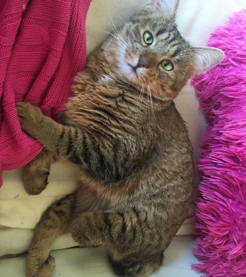 Cat With Twisted Legs Lived Half of Her Life in Small Cage, Woman Takes