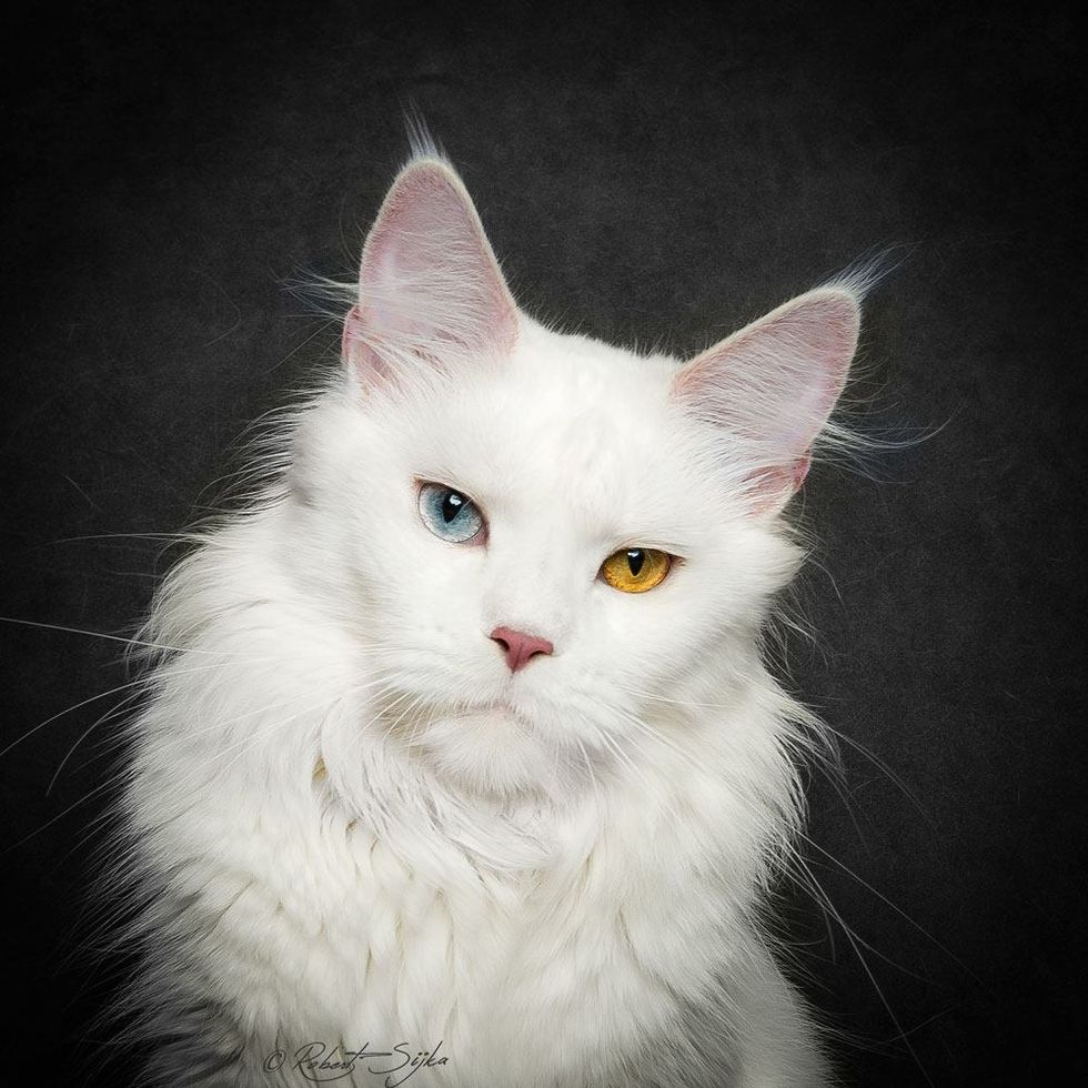 These 10+ Cats Are Perhaps the Most Majestic Creatures that Purr ...