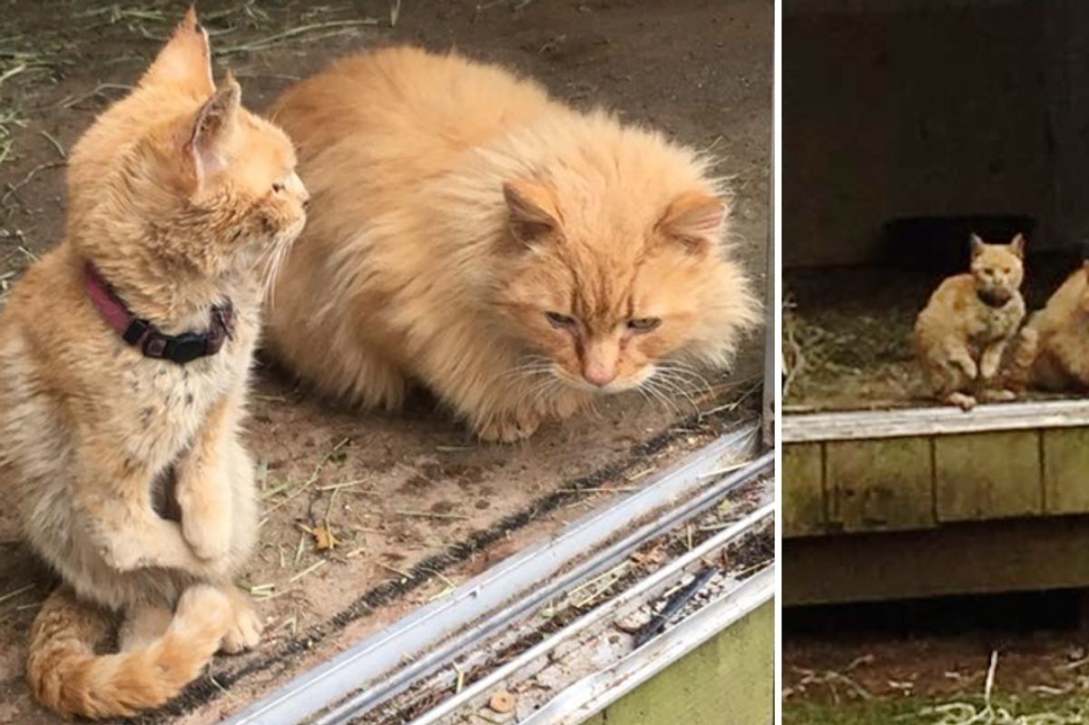Special Cat Who Walks Like Kangaroo Bonds with Another Ginger After Both Abandoned (With Updates)