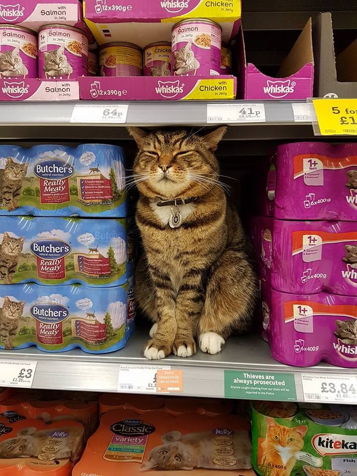 Supermarket cat outlet food