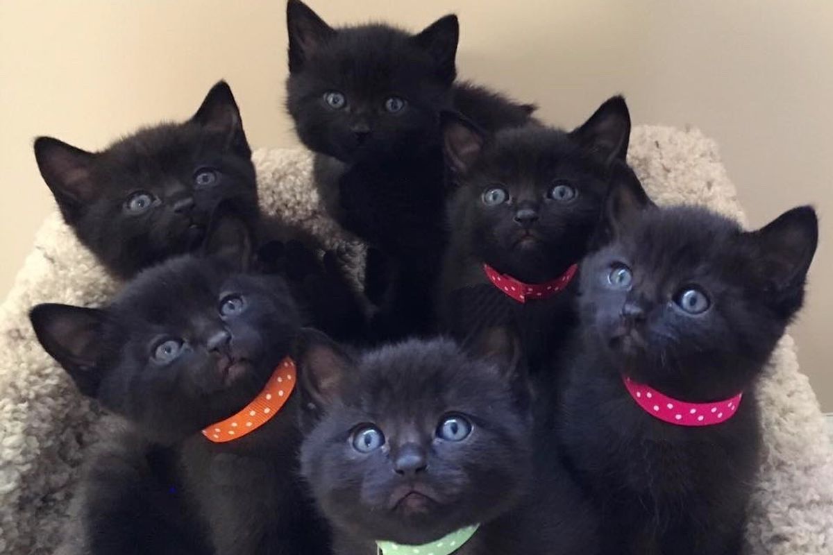 Stray Cat Saved from the Cold Brings Six Mini "Panthers" to Her Rescuers...