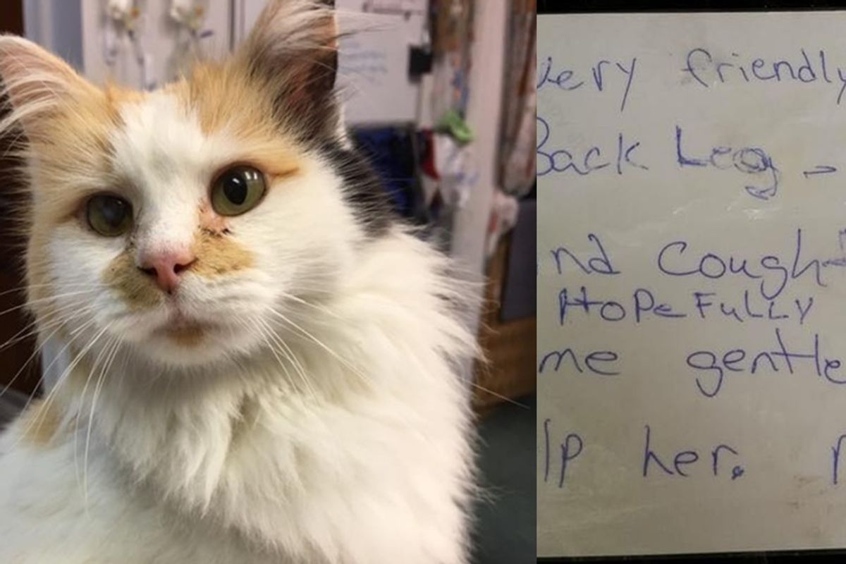 Calico Cat Dropped Off Outside Animal Hospital with a Note for Help.. (with Updates)