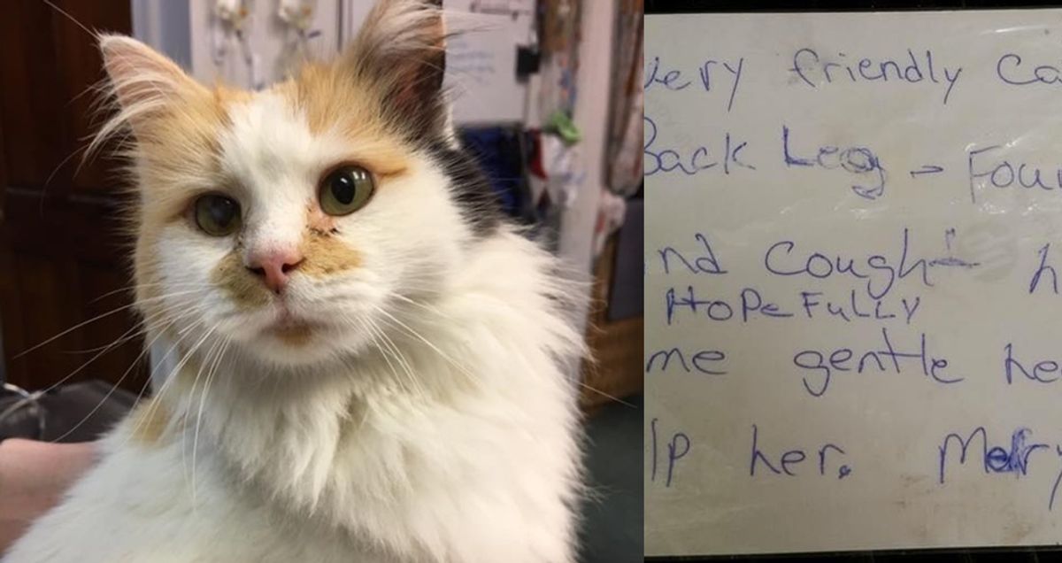 Calico Cat Dropped Off Outside Animal Hospital with a Note for Help.. (with Updates)